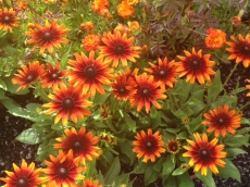 Ray's vibrant flowers